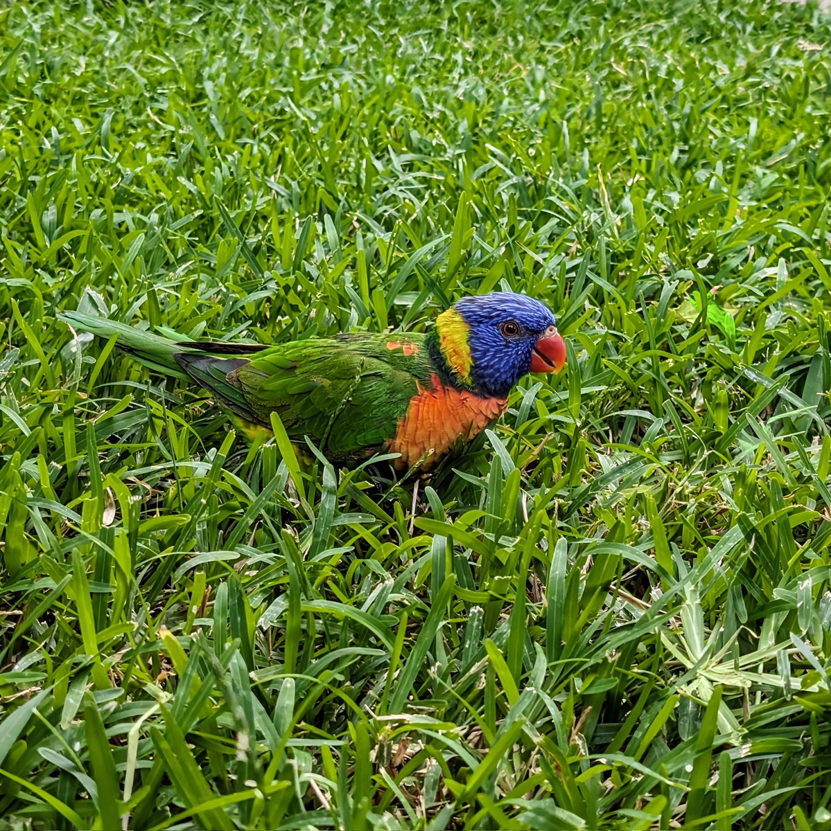 God's Creation🤩, beyond our imagination 🦜.

#birdphotography #ramojifilmcity  #parrots #natgeo #birdcage #india #birdlife #birdlover #incredibleindia #hyderabad #best #birdie #captures #perfection #grass  #teampixel #shotonpixel #seenonpixel #magiceraser #pixel8pro