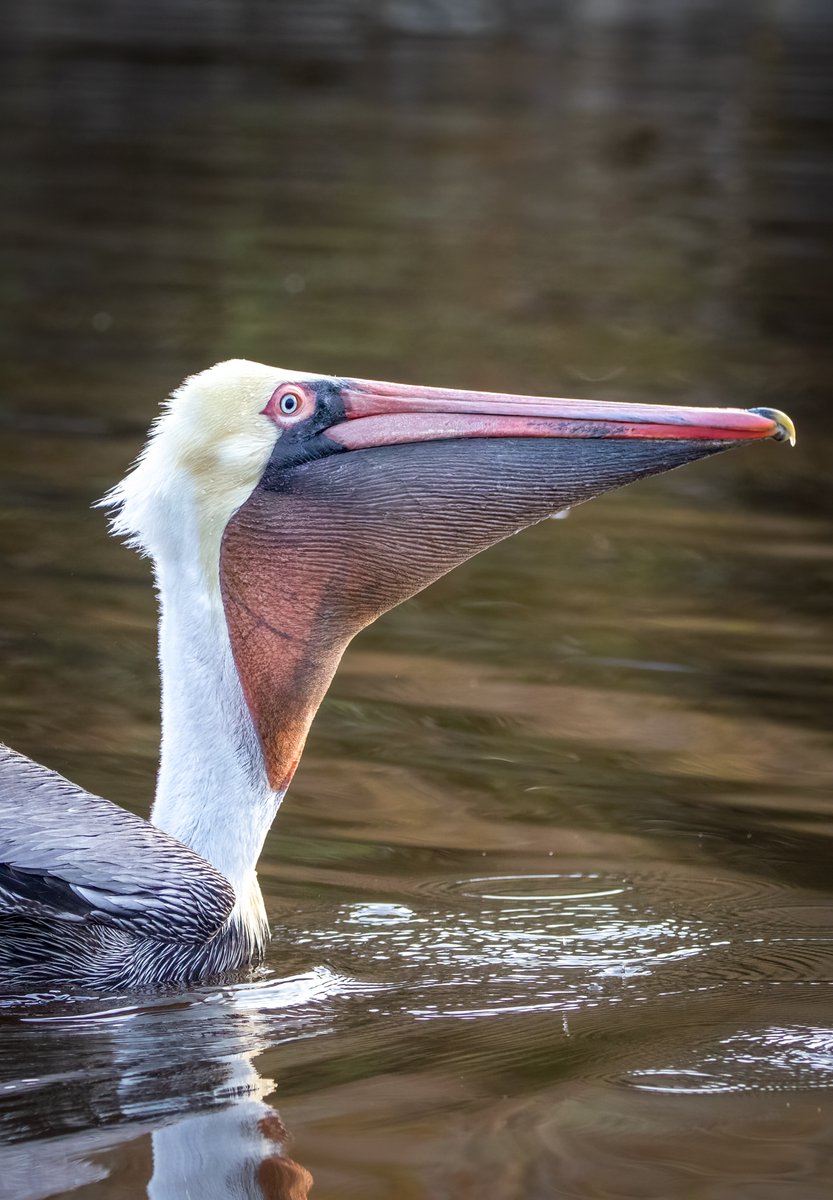 Brown Pelican swallowing a fish. #brownpelicans