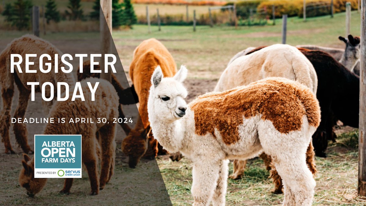 CALLING ALL FARMS! Registration for 2024 Open Farm Days is now open! 🦙 This is your opportunity to invite Albertans behind the farm gate and meet their farmer! Register today! albertaopenfarmdays.ca/open-farm-days… 📷 Sunnyhill Alpacas and Karissa Johnson Photography