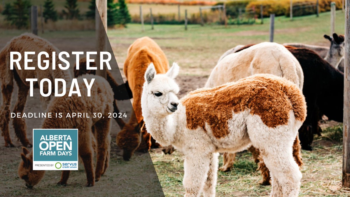 CALLING ALL FARMS!  
Registration for 2024 Open Farm Days is now open! 🦙
This is your opportunity to invite Albertans behind the farm gate and meet their farmer! 
Register today! 
albertaopenfarmdays.ca/open-farm-days…
📷 Sunnyhill Alpacas and Karissa Johnson Photography