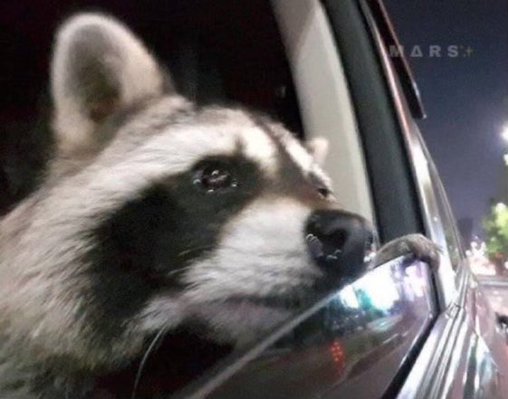 TAMU_MSA's tweet photo. Me refreshing the MSA instagram to see when the Pie an officer event will be rescheduled 💔😔 https://t.co/lpa6bfZV92