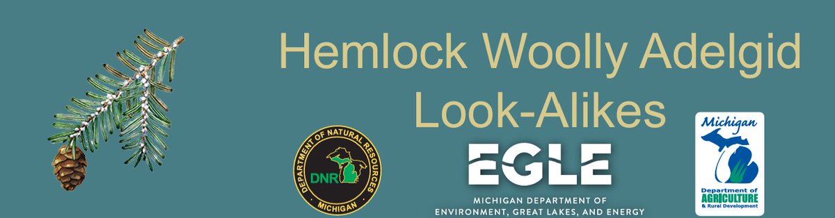 A handy link to see identify HWA and see what some look-a-likes look like! #HWA #HemlockTrees #InvasiveSpecies michigan.gov/invasives/-/me…