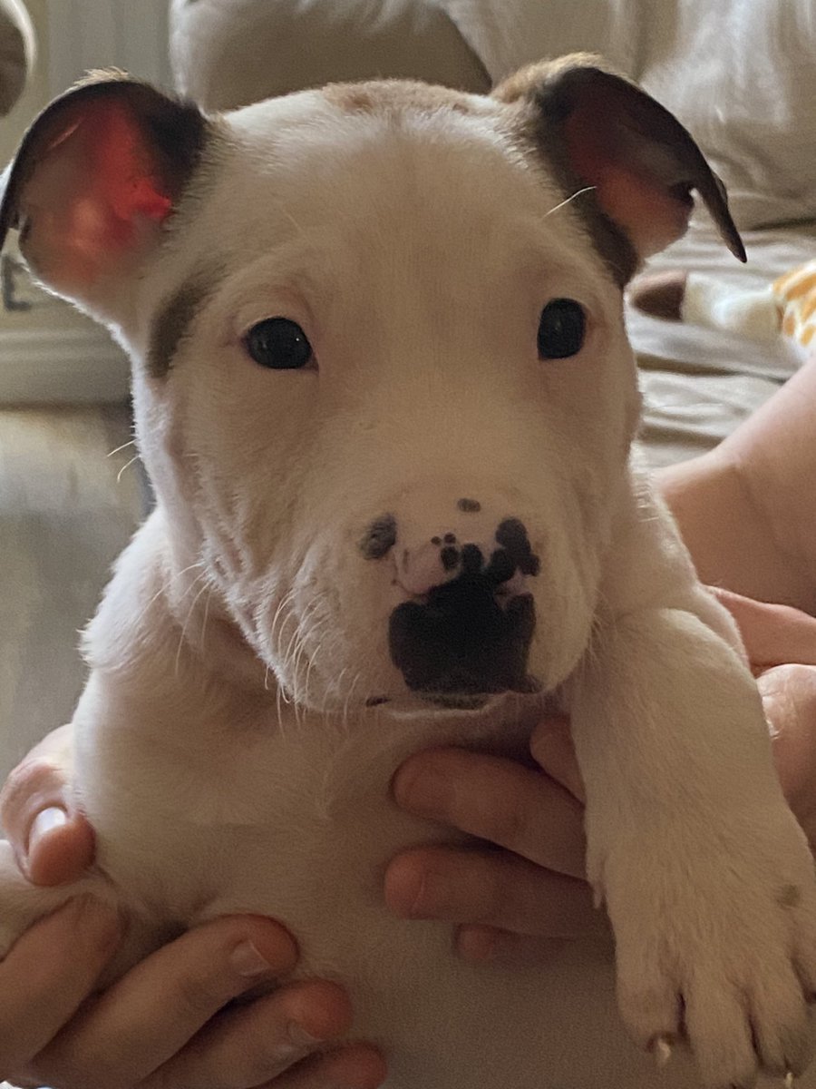 Forgot how hard it is to choose a name for this little guy. #staffy #Staffie #dogs