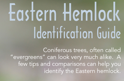To go alongside the HWA post, here is a broschure on how to identify Eastern hemlock trees (and how it differs from other trees)! #HemlockTrees #HWA #InvasiveSpecies #NativeTrees michigan.gov/invasives/-/me…