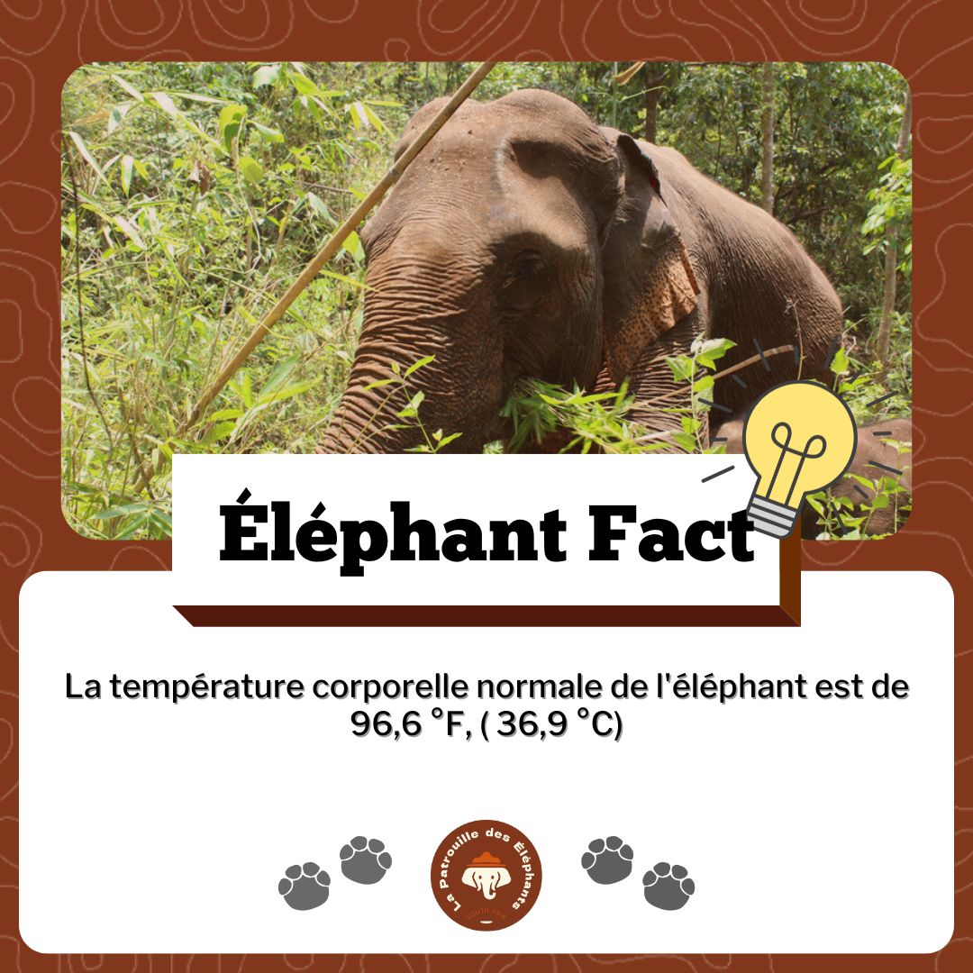 Patdeselephants's tweet photo. Le saviez vous ? 💡

La température corporelle des éléphants est de 36,9°C

ℹ️ La Patrouille des Éléphants est une organisation œuvrant pour la protection des éléphants d'Asie et de leur habitat sauvage.

#elephant #asie #lpde https://t.co/r464H90I9M