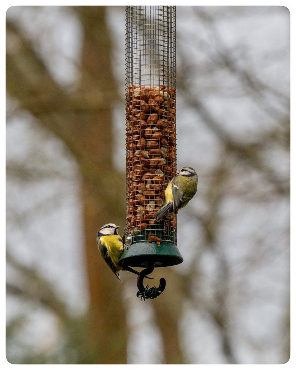 london_wombling's tweet photo. 📍Polesden Lacey NT
🗓️ Feb 2024
#timeoutlondon #picoftheday #travelblogger #travelphotography #lovewimbledon #ap_magazine #nationaltrust #polesdenlacey #polesdenlaceynt #surrey #surreylife #bird #birdphotography #countryside https://t.co/OLkWLHucoX