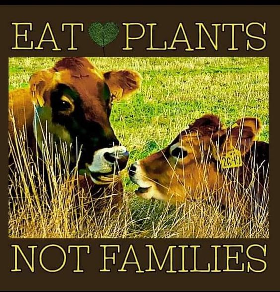 BlueByrd (Vegan) tweet media