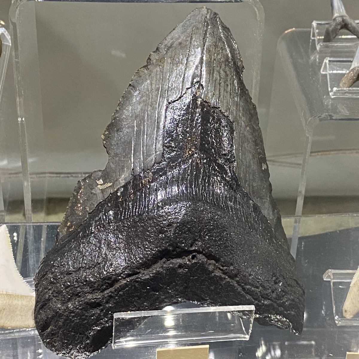 Maidstone Museum tweet media