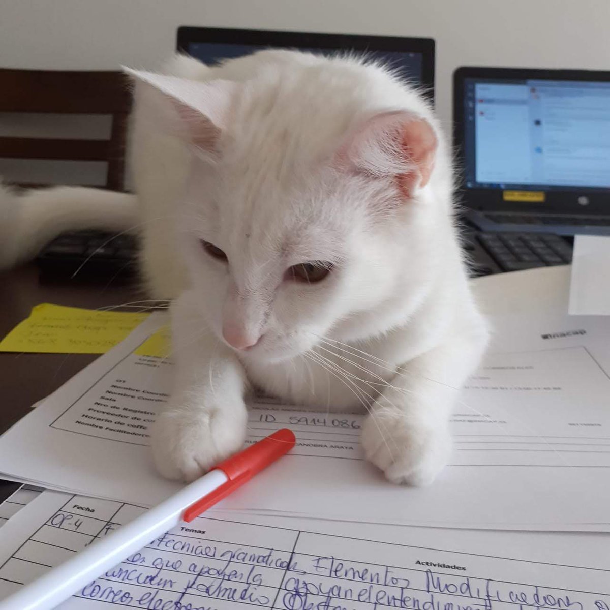 Germán tweet media