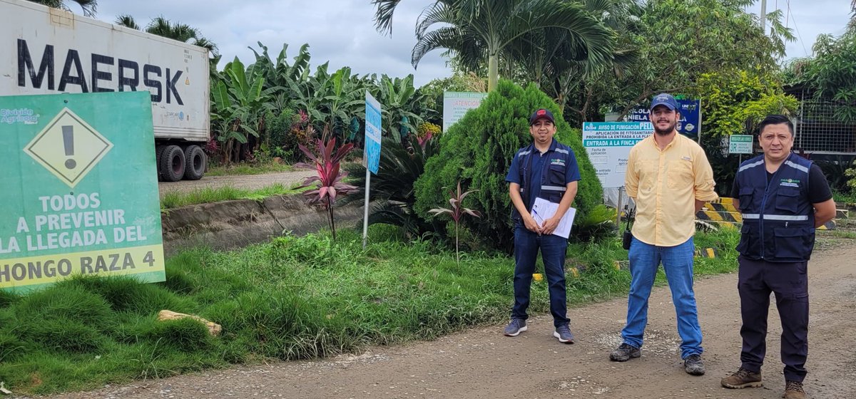 AgrobanEC's tweet photo. Seguimos recorriendo fincas en #ElOro con proyecto #SafeBanana buscando conocer qué tan preparado está el sector contra #FOCR4T Se ruega a los productores que colaboren permitiendo la entrada del personal de #Agroban a sus fincas @aebeecuador @GIZEcuador @AgriculturaEc #AleR4Ta https://t.co/2nLqQJeub1