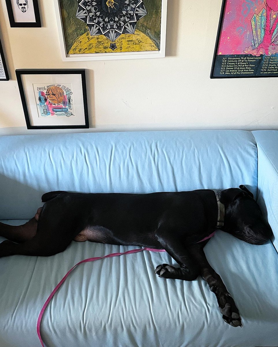 fuzzrocious's tweet image. The work force is starting to look very @chasebliss &amp;amp; Stone Deaf FX today w/ my mom volunteer her time to help out in her retirement. Oh, &amp;amp; Eddie is as long as the workroom couch!
#fuzzrocious #fuzzrociouspedals #bigfella #boerboel #boerboels #boerboelpuppy #takeyourmomtoworkday