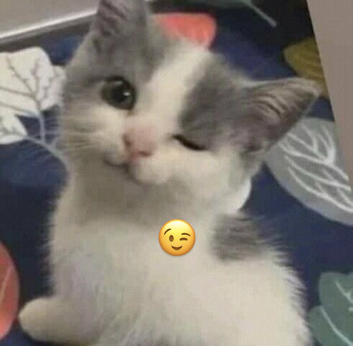 PunchingCat's tweet image. 