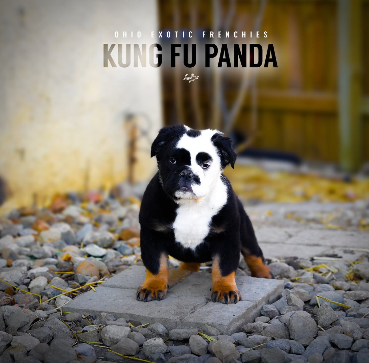 AJwicks's tweet photo. FLUFFY ENGLISH BULLDOG
Kung fu panda 🐼 https://t.co/oM5CiG9l4G