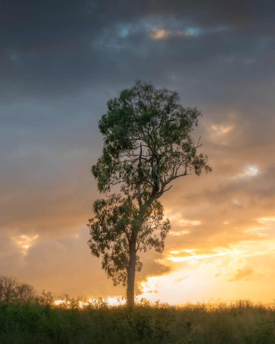 Sunrises in rural Queensland