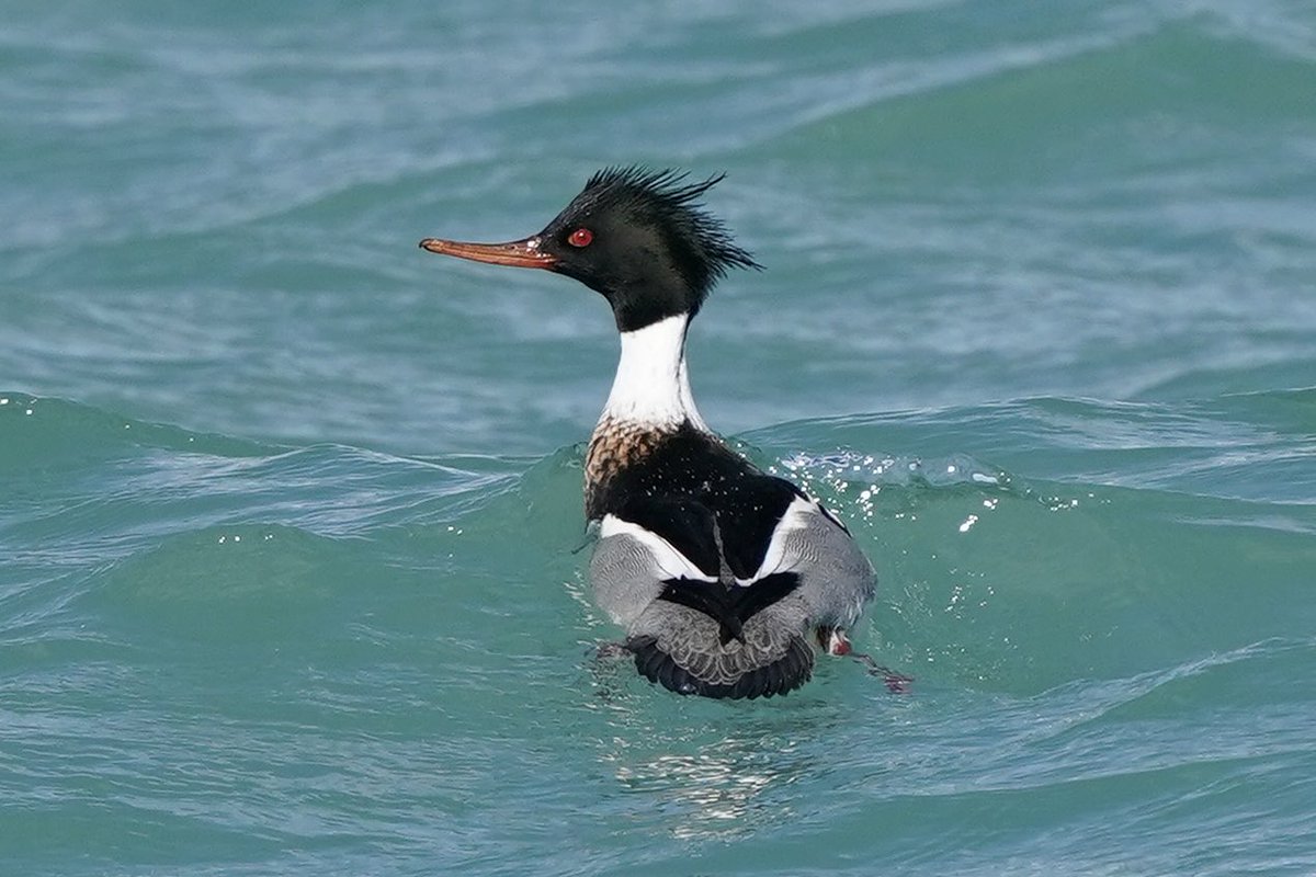 Here’s a Red-breasted merganser I saw on Lake Michigan last week. #birds #birding #chicagowildlife