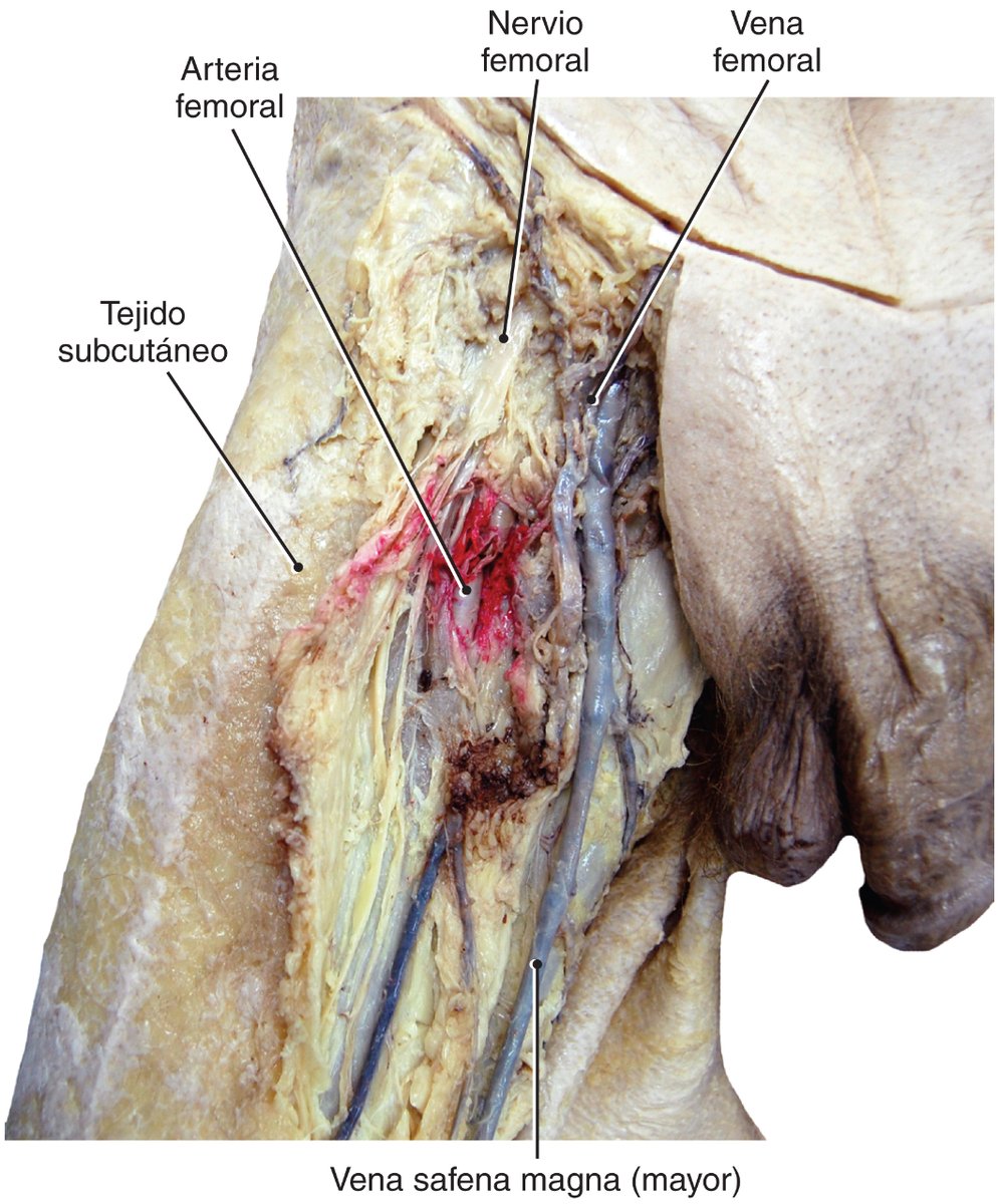 La #VenaSafenaMagna (mayor o interna) drena en la #VenaFemoral a nivel del #TriánguloFemoral
📚Gray. Guía de disección del cuerpo humano. Loukas, M. © 2019