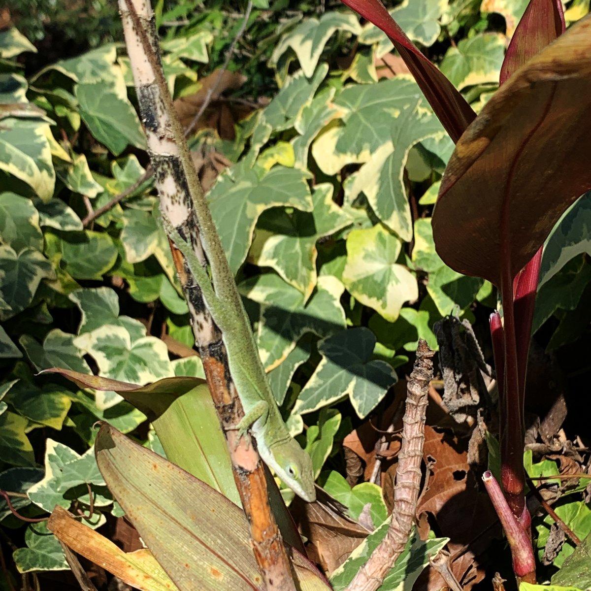 While strolling our gardens today, we met this charming little lady trying to get cozy in one of our planters! She blends in almost perfectly amongst the greenery, can you spot her?

#shipsoftheseamaritimemuseum #southerngardens #historicgarden #greenanole #lizardsoftwitter