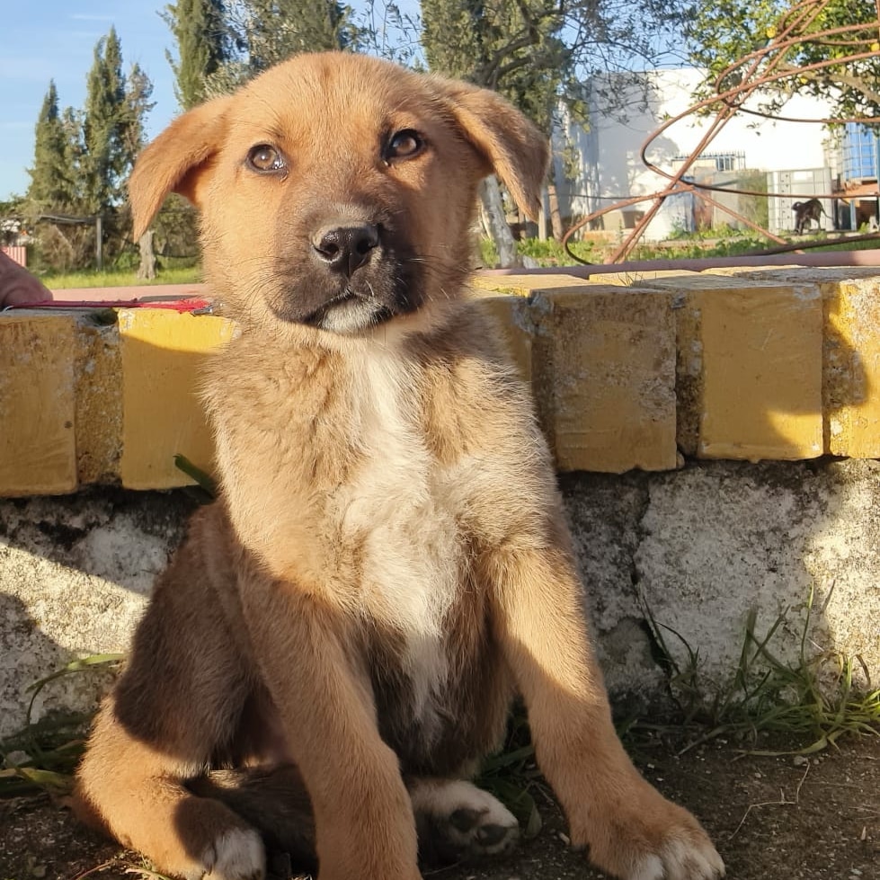 SilviaMylo's tweet photo. Niebla con dos meses y medio y una belleza increíble, en el cruce de mastín con pastor alemán ha salido un chico precioso ❤️
Será alto, mediano grande, es muy bueno pero no tiene una familia 😢 💔
Pueblo de Huelva 
657315050 https://t.co/6zPruEtefV