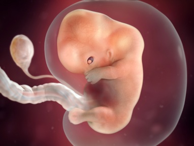 Fetuses always look like they know something. What do you know???