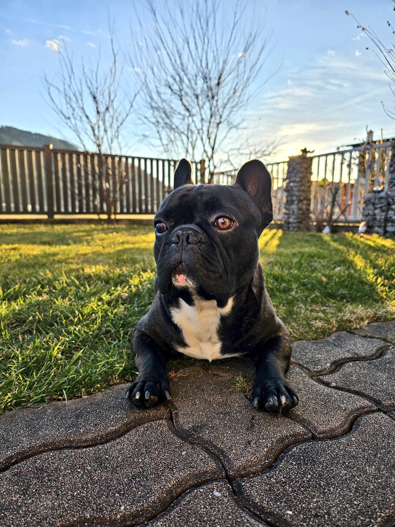 happiness is a sunny day, have a wonderful day 🥰 #dogs #Frenchie #tuesdayvibe #tuesdaymotivations