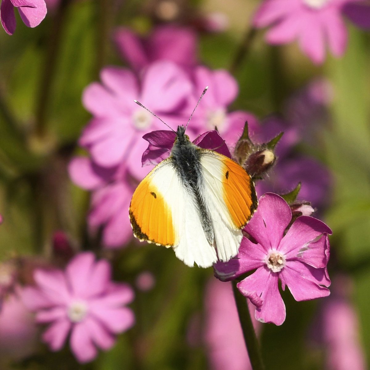 #OrangeTipTuesday for a #ButterflyForEveryDay.