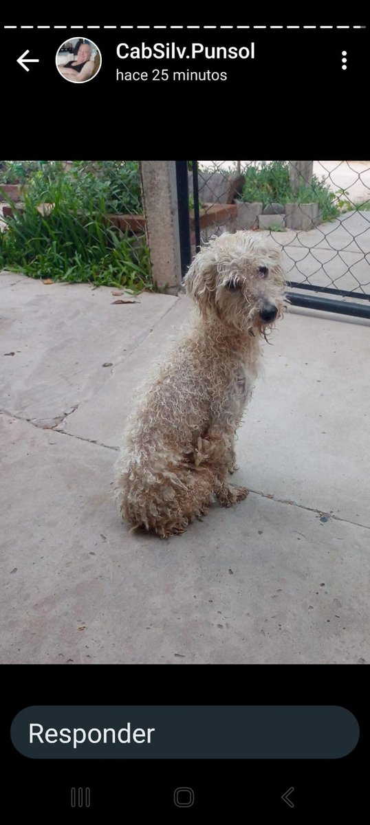 Tabyta201's tweet photo. 🚨‼️URGENTEMENTE SU FAMILIA SE FUE Y LO DEJÓ 💔😭. 
Es un Machito joven sin castrar, Necesito un transitó o adopción para el, O alguien que lo reciba y se pueda ocupar.. 
Yo estoy tapado de animales me lo pasan por WhatsApp pidiéndome ayuda, Yo me hago cargo de la peluquería y ⬇️ https://t.co/Qyk5SZP0Kf