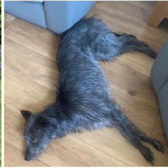 🆘19 FEB 2024 #Lost ROSIE #ScanMe Grey Lurcher Female Barford Meadows #Rushton #Kettering #Northamptonshire #NN14 Please do not chase, shout or try to grab, Contact ☎️07788218642 if seen. doglost.co.uk/dog-blog.php?d…