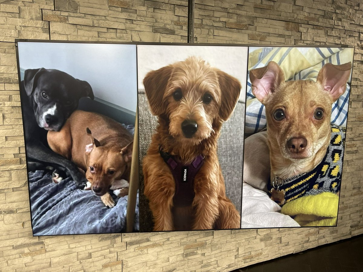 nataliegparsons's tweet photo. It’s NATIONAL LOVE YOUR PET DAY!!! 🐾 

And we are surely loving our #furbabies on @WITN’s #ENCatTHREE today: We have my GINGER, @russell_wx’s TROY &amp; COCO, and our Assistant Operations Manager/Director @SuttonYoungTV’s MAISY…

COMMENT BELOW with YOU babies!!! https://t.co/cm34mz1HYi