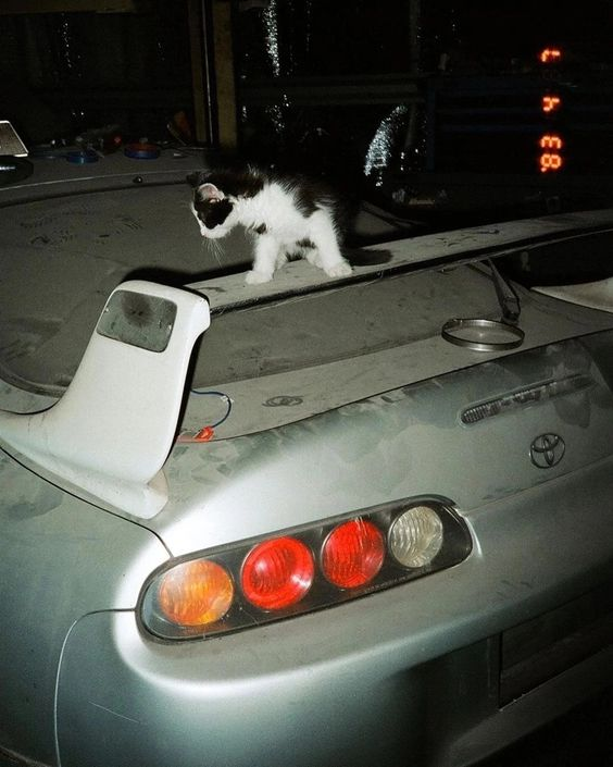 Meow