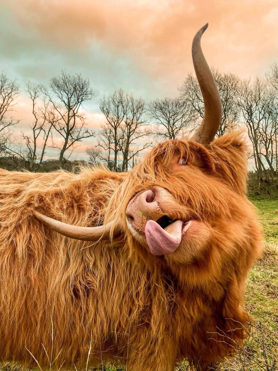 Tongues oot for #Coosday! 😜 Did YOU know the #Gaelic name for #Highland cattle is ‘Bò Ghàidhealach’? 💡🐮 📍 near Balgavies Loch, @visit_angus 📷 IG/gabrielarudyk @sngaidhlig