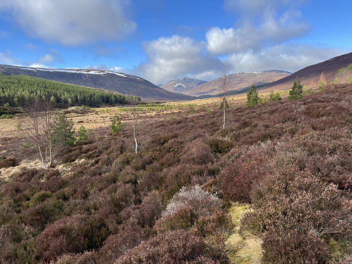 A wee (cattle themed) break in Deeside. Walking up to Ruighe Ealasaid bothy and finding evidence of cattle kept way up there. Visiting Rory Cameron’s fine yearling heifers beside Beinn a’ Ghlo. Exploring Glen Lui where summering cattle could do a grand habitat enhancement job.