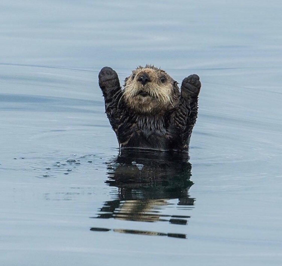 Caption this photo
#interactivefun #cutebabyanimals