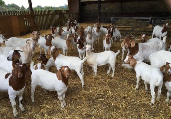 p_dusabimana's tweet photo. Do you plan to join goat farming if you get the opportunity?

Kindly like, repost, and leave a comment; let's see who is interested.

I will soon provide free guidance on how to run a successful goat farm. https://t.co/GR5US9Cw67