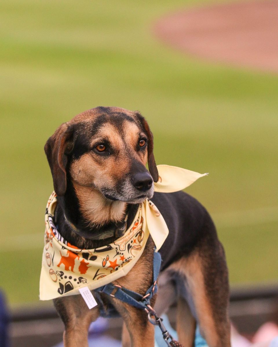 Thanks #timberrattlers. For making my girl famous on national pet day. #barkinthepark. Ahrooooo!