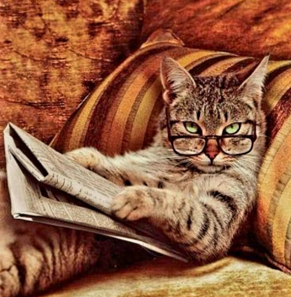 SaulGtrauma's tweet photo. "No leo por comodidad. 
  La comodidad la encuentro 
  en otros lados. Solo leo para 
  aprender algo y dejarme 
  sorprender por eso".
- Richard Ford
#DiaDelGato https://t.co/a4B5Oi0m0M
