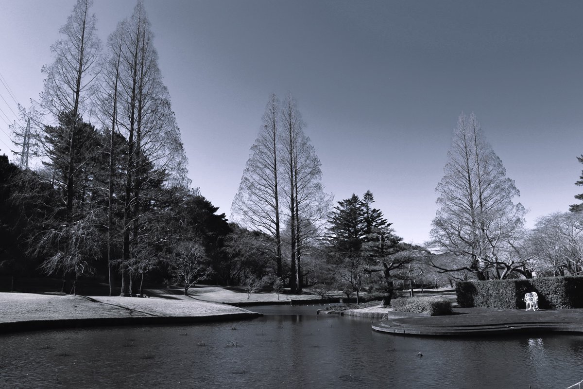 今日は雨🌧️なので‥
ちょっと物静かに
冬のメタセコイア…🥰🌿

👻I love Metasequoia 💞
#メタセコイア・ファンクラブ