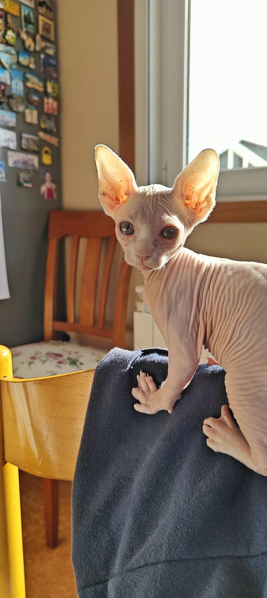 EstefMP's tweet image. Hola dola ~

Estamos en directo en la plataforma morada!
Twitch.tv/estefmp23