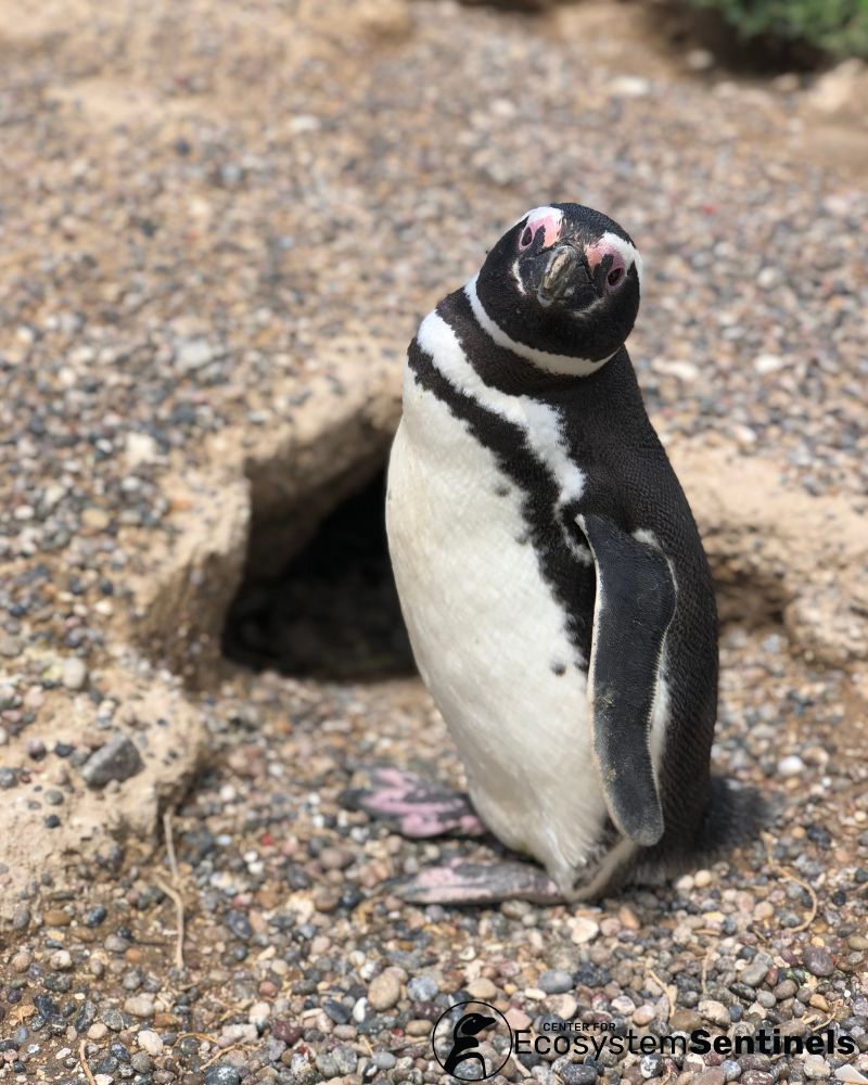 This week, three scientists from the Center for Ecosystem Sentinels will present their work at the 51st Annual Pacific Seabird Group Meeting! Presenting at the PSG meeting is exciting, even if these penguins are technically from the Atlantic!🐧 Photo Credit: Chloe Rabinowitz