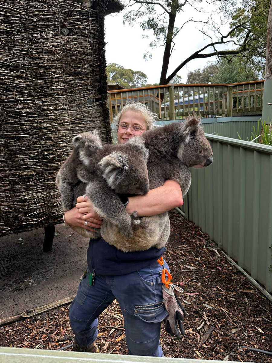 🏆 Have you met our current stars yet? This month, the AKF proudly introduces the #Koala couple, Bobby (right) and Milo (middle), as the recipients of the Koala of the Month award. ❤️ Celebrate their love story and adopt them at savethekoala.com/adopt-a-koala/