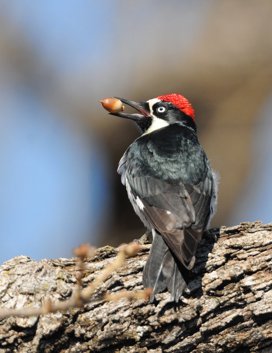 Curious what the #InflationReductionAct is doing for #conservation in your state? Check out this@USDA_NRCS data visualizer and see what's being seeded!
  
publicdashboards.dl.usda.gov/t/FPAC_PUB/vie…

#climatesmartag #agriculture #water #wildlife