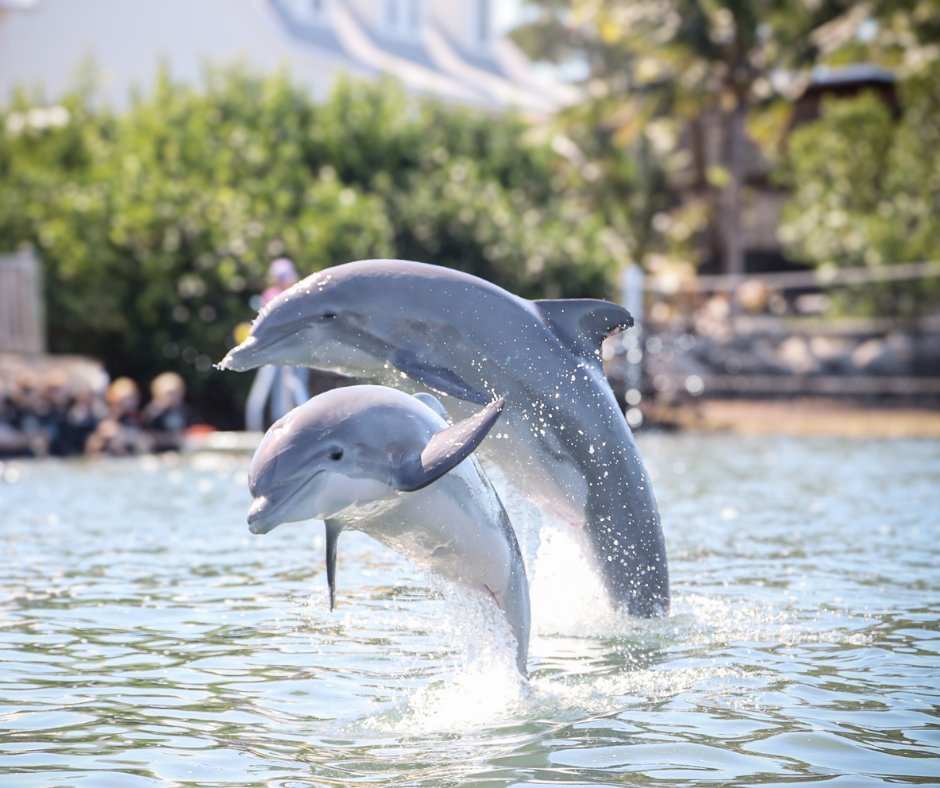 Mother-daughter duo Cayo and Morada are on the move! #animalpairs #marinemammals #babydolphin #dolphin #welovedolphinseveryday