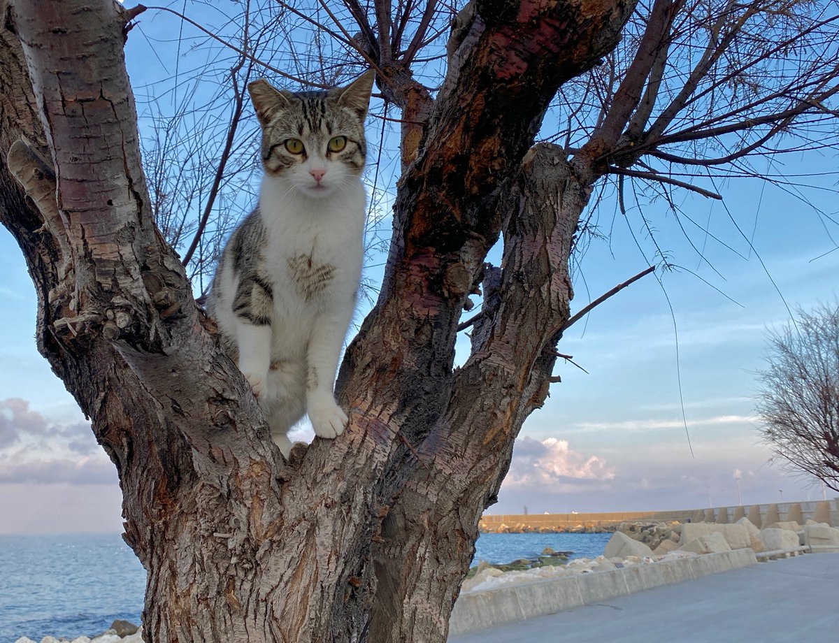 This cat in Mola di Bari is known as 'La Prima Donna' according to a local resident who saw me taking this photo. #moladibari #puglia #Italy