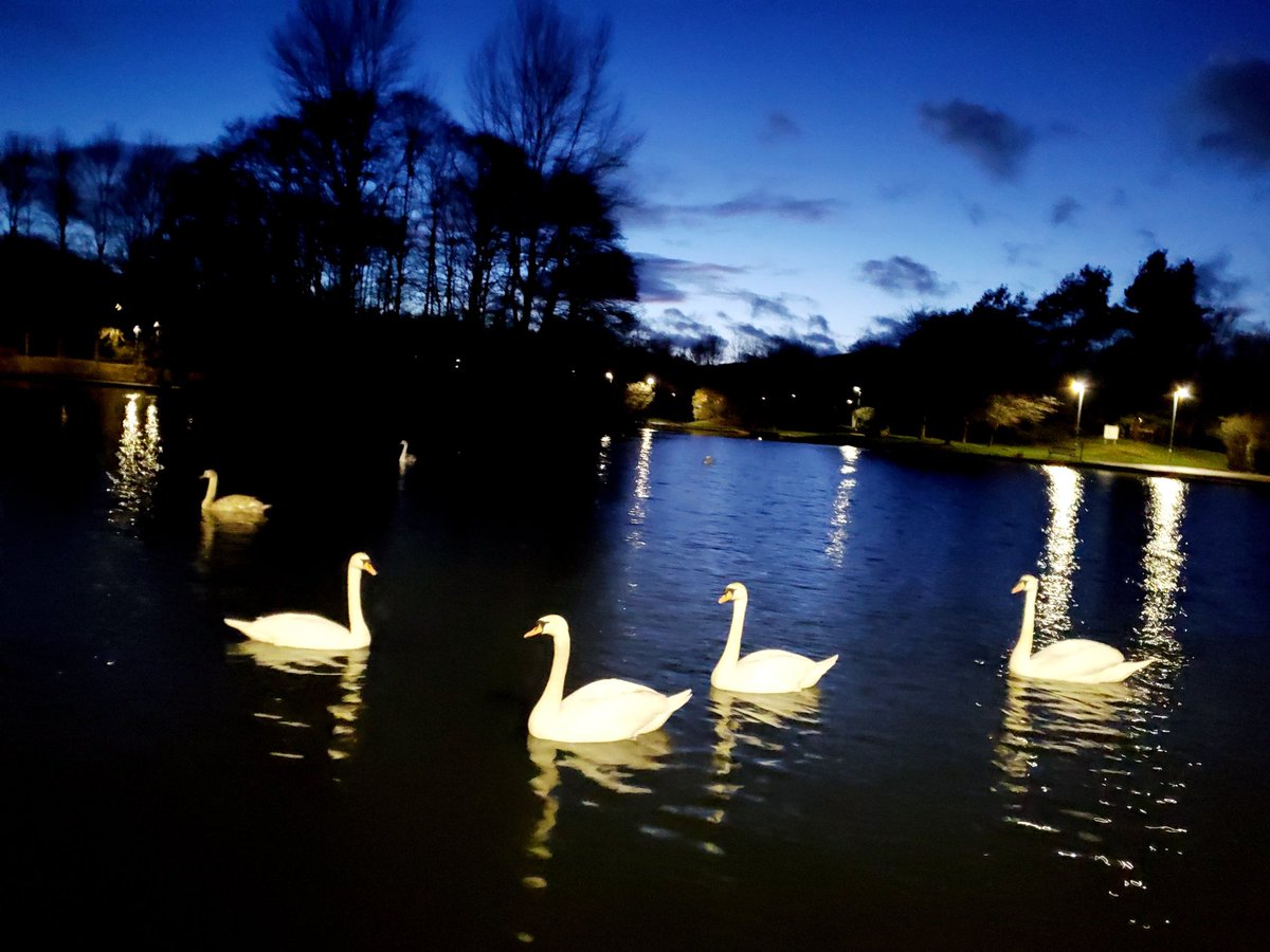 Swans on the Gunknowe Loch #scottishborders #swans #dusk #swanlake