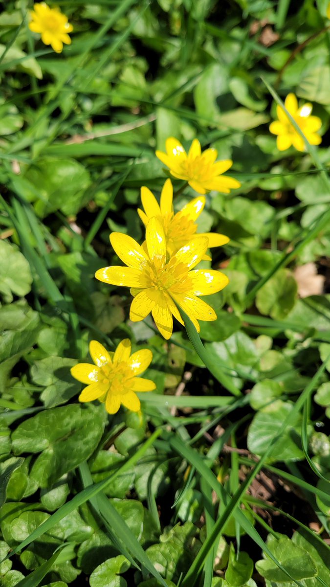 Lesser Celandine (Ficaria verna) in the sunshine. Possibly OE wenwyrt, wen-'swelling', wyrt-a useful 'plant, herb', I've not yet found it in #PlaceNames but it occurs in many early remedies for inflammations, AKA pilewort! Local names incl. cheesecups, butterchops & goldy knob!