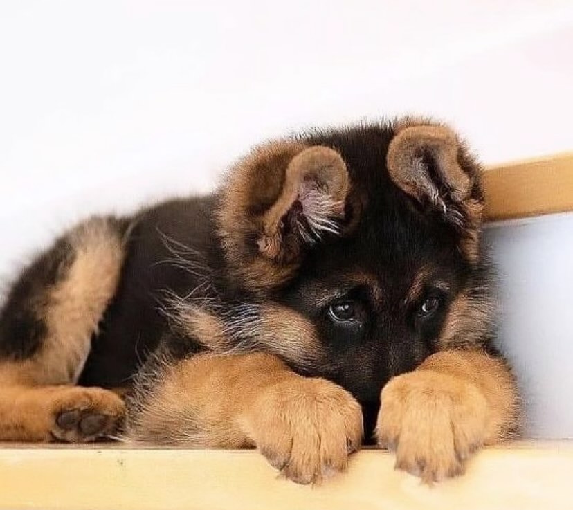 German Shepherd 2.0 tweet media