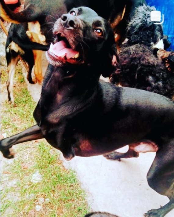 🚨AYUDA POR FAVOR 🚨 ESTOY SIN ALIMENTOS MAS DE 45 ANIMALES ENTRE PERROS Y GATOS NO TIENEN PARÁ COMER LA COMIDA DE LOS GATOS ES LA MÁS CARA !
POR FAVOR NO LOS DEJEN SÓLOS MUCHOS ESPERAN UN HOGAR PERO MIENTRAS TIENEN QUE COMER! 
ALIAS MISUPERAMIGOFIEL
TITULAR BRENDA MEDINA