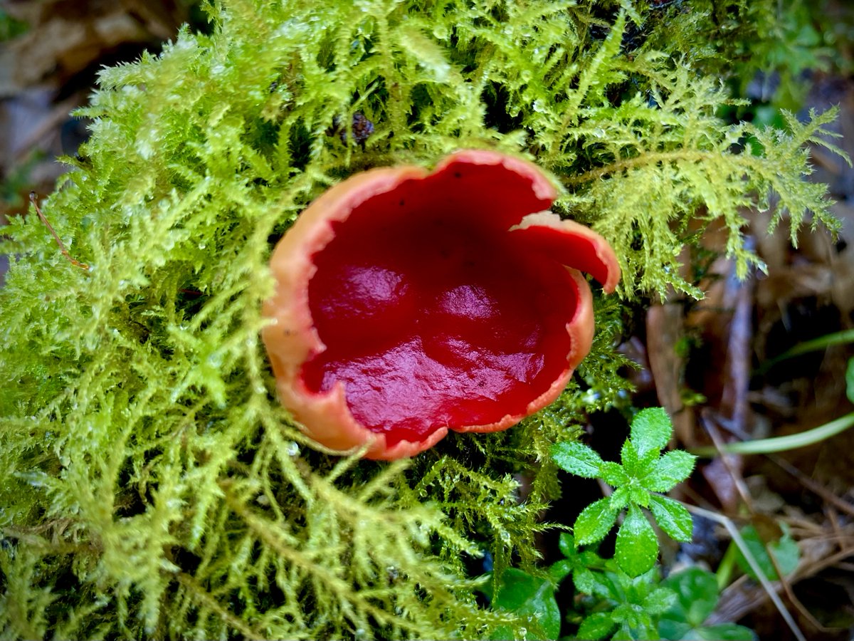 Dear ones, here’s a photo (taken last week) of a scarlet elf cap nestled in the mossy magic of #PigwiggenWood. It's said that the wood elves drink morning dew from the cups. #faerie #woodland #devon