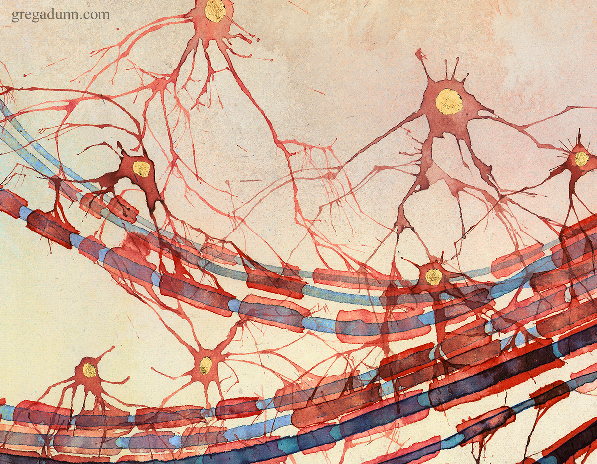 New print Myelination out today and available via link below. This pretty pretty process of glia wrapping their membranes around axons not only makes our brains faster and more efficient.

gregadunn.com/product/myelin…

#myelin #glia #neuron #neuroscience #brain