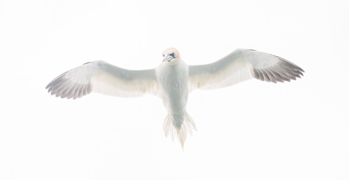 Idle_Photo's tweet photo. A gannet. It speaks for itself

#wildlife #uk #wildlifephotography #yorkshire #bridlington #bird #flight #ukbird https://t.co/Vjv1xnMWUC