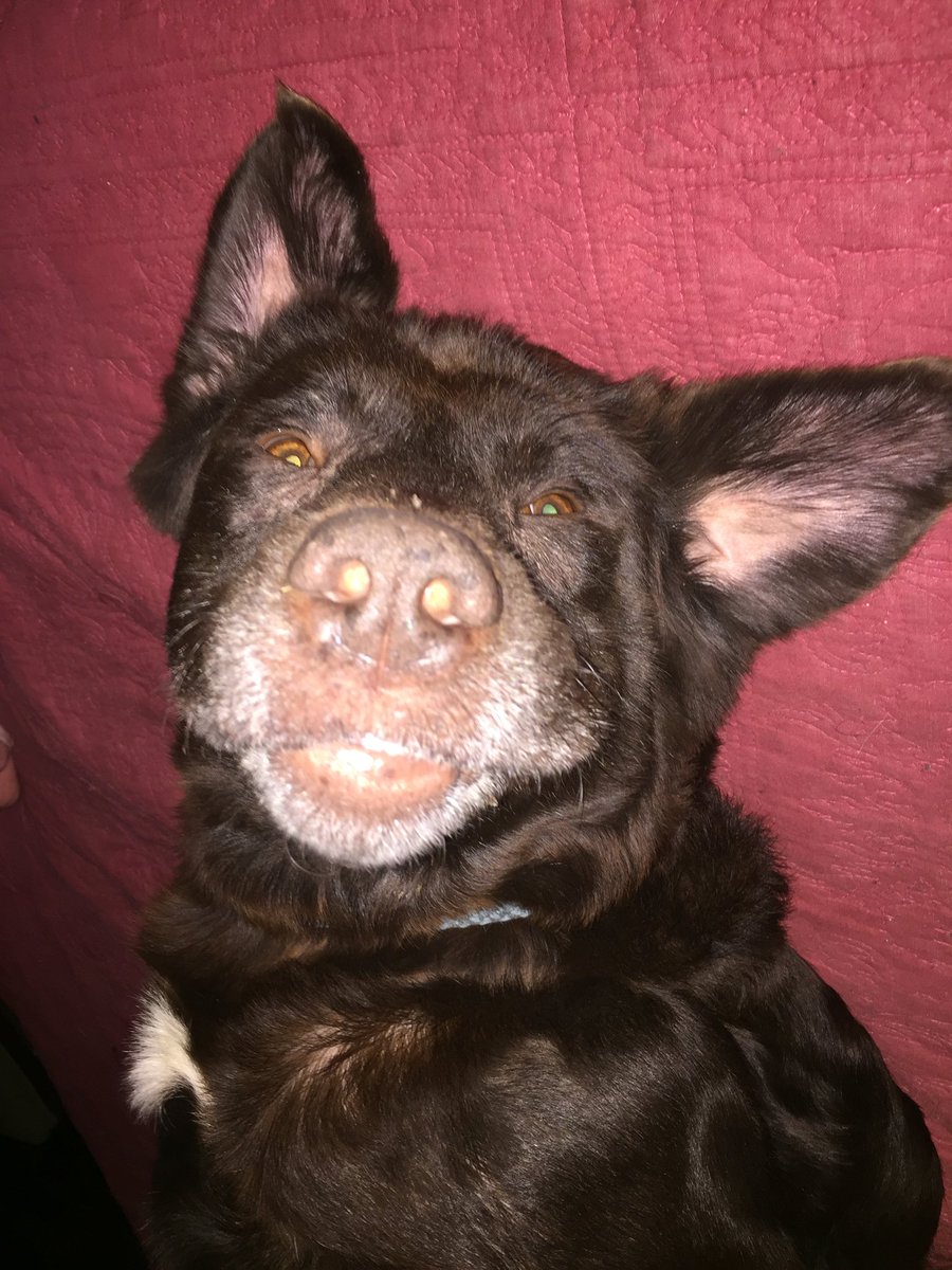 HaynesPEvans's tweet photo. Heaven is gaining another angel tomorrow afternoon. I can’t believe today is your last day with us here on Earth. You’re a great dog Rivers, and you brought our family so much joy these past 12-13 years. Thank you for being a part of our family ❤️ https://t.co/Ujd2SJDAXG